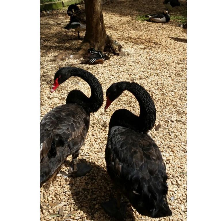 Agriturismo Tenuta Sant'Antonio Cerfignano Kültér fotó